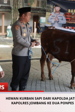 Hewan Kurban Sapi dari Kapolda Jatim Diserahkan Kapolres Jombang ke Dua Ponpes di Jombang