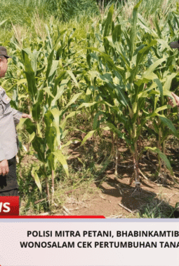 Polisi Mitra Petani, Bhabinkamtibmas Polsek Wonosalam Cek Pertumbuhan Tanaman Jagung
