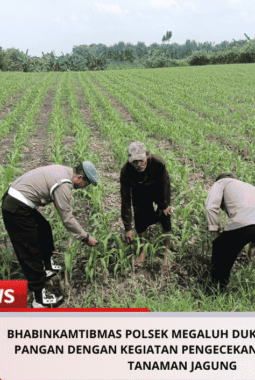 Bhabinkamtibmas Polsek Megaluh Dukung Ketahanan Pangan dengan Kegiatan Pengecekan Pertumbuhan Tanaman Jagung
