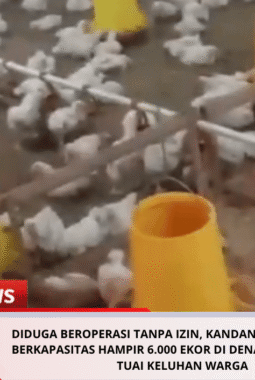 DIDUGA BEROPERASI TANPA IZIN, KANDANG AYAM BROILER BERKAPASITAS HAMPIR 6.000 EKOR DI DENANYAR JOMBANG TUAI KELUHAN WARGA