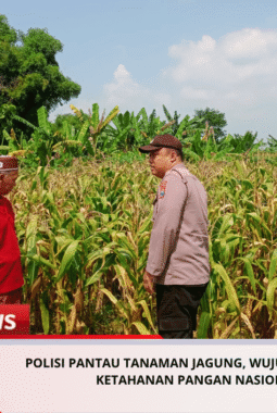 Polisi Pantau Tanaman Jagung, Wujud Dukungan Ketahanan Pangan Nasional