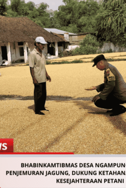 Bhabinkamtibmas Desa Ngampungan Bantu Penjemuran Jagung, Dukung Ketahanan Pangan dan Kesejahteraan Petani