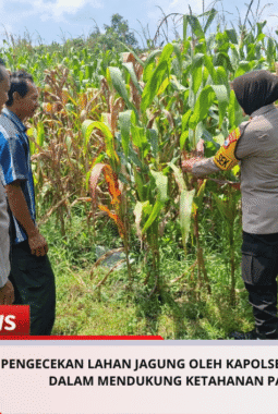 Pengecekan Lahan Jagung oleh Kapolsek Tembelang dalam Mendukung Ketahanan Pangan