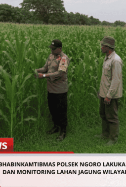 Bhabinkamtibmas Polsek Ngoro Lakukan Pengecekan dan Monitoring Lahan Jagung Wilayah Binaannya