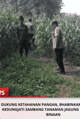 Dukung Ketahanan Pangan, Bhabinkamtibmas Desa Kedungjati Sambang Tanaman Jagung Milik Warga Binaan