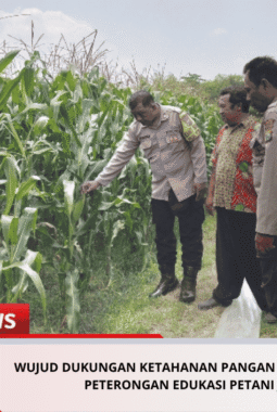 Wujud Dukungan Ketahanan Pangan Nasional, Polsek Peterongan Edukasi Petani Jagung
