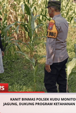 Kanit Binmas Polsek Kudu Monitoring Tanaman Jagung, Dukung Program Ketahanan Pangan Nasional