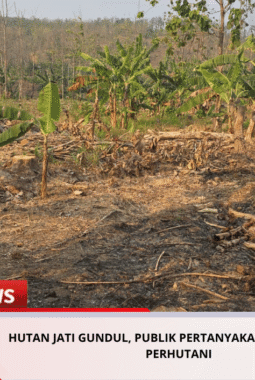 HUTAN JATI GUNDUL, PUBLIK PERTANYAKAN PENGAWASAN PERHUTANI