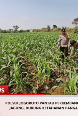 Polsek Jogoroto Pantau Perkembangan Tanaman Jagung, Dukung Ketahanan Pangan Nasional